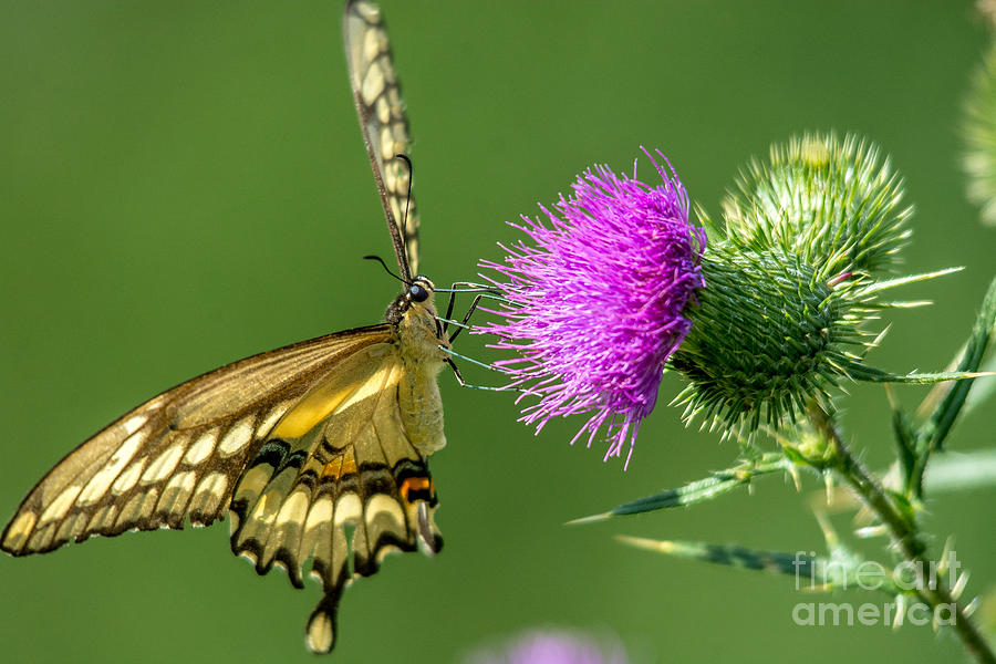 Beautiful Giant Butterfly Photograph by Cheryl Baxter