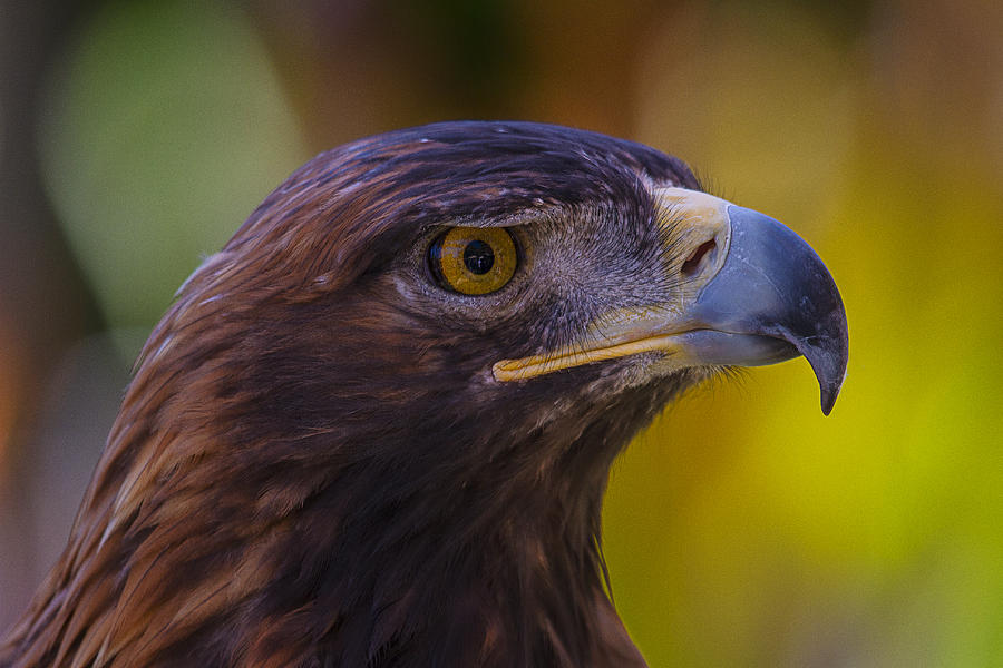 Beautiful Golden Eagle Photograph by Garry Gay