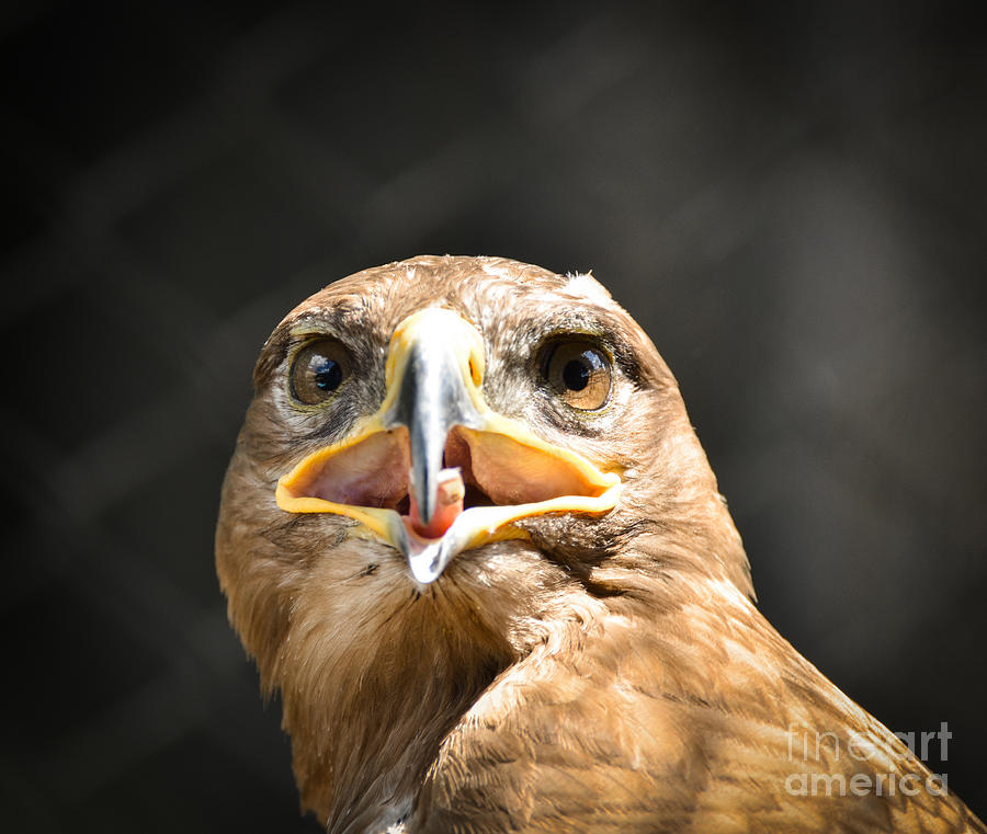  Beautiful Golden eagle  portrait Photograph by Aleksandar 