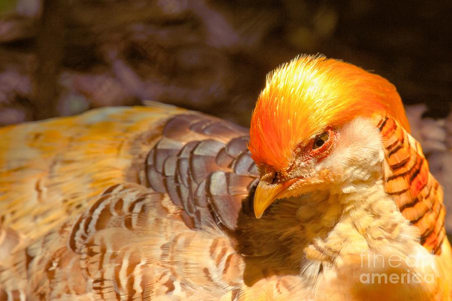 Beautiful Golden Pheasant Photograph by Adam Jewell