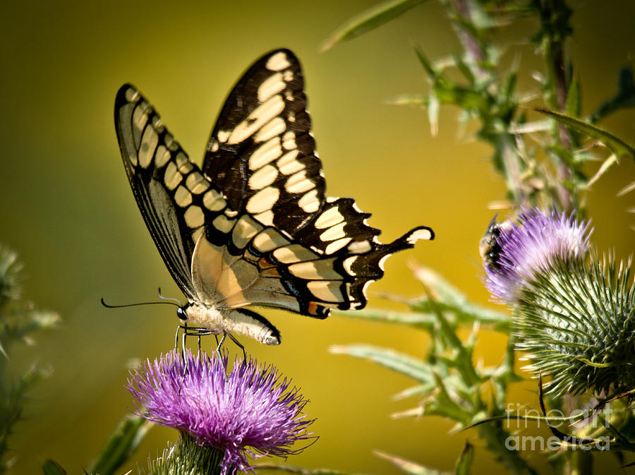Beautiful Golden Swallowtail Photograph by Cheryl Baxter