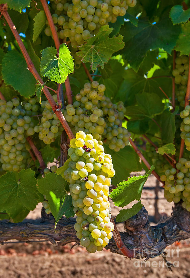 Beautiful Grapes From Wine Vineyards In Napa Valley California. Photograph