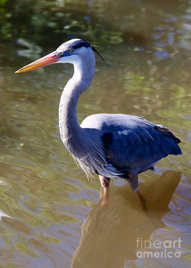 Beautiful Great Blue Heron in Swamp Photograph by Carol Groenen