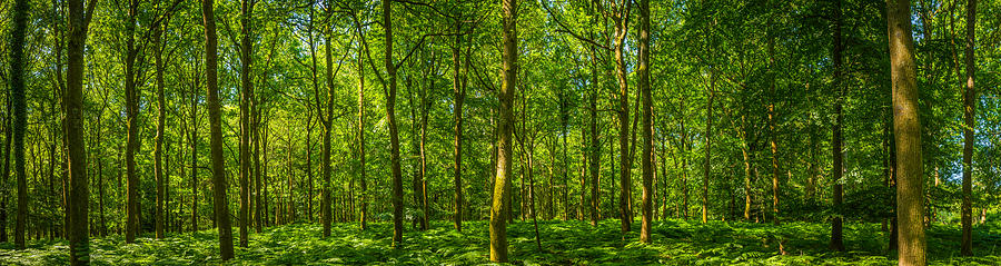 Beautiful green forest glade ferns foliage dappled sunlight woodland panorama Photograph by fotoVoyager