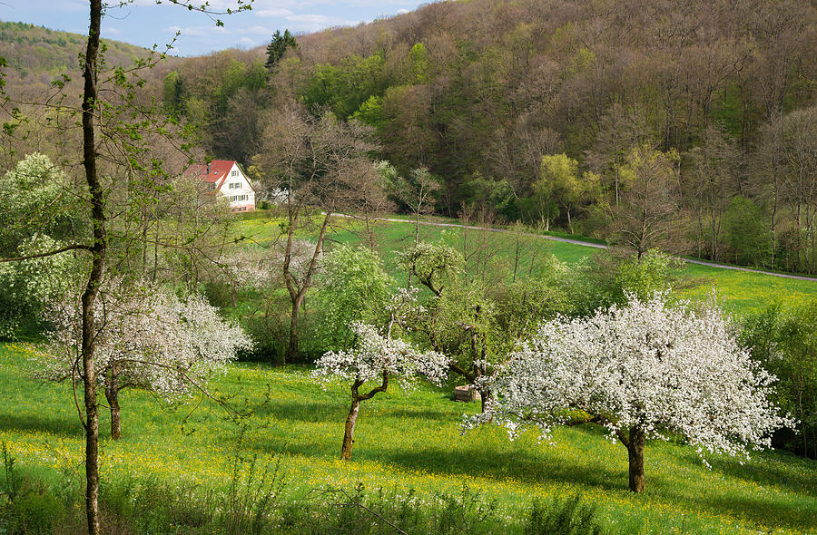 Spring Photograph - Beautiful green spring landscape by Matthias Hauser