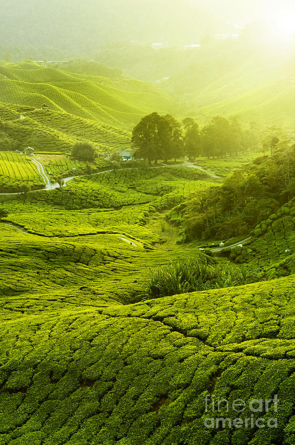 Beautiful Green Tea Plantation Photograph by Boon Mee