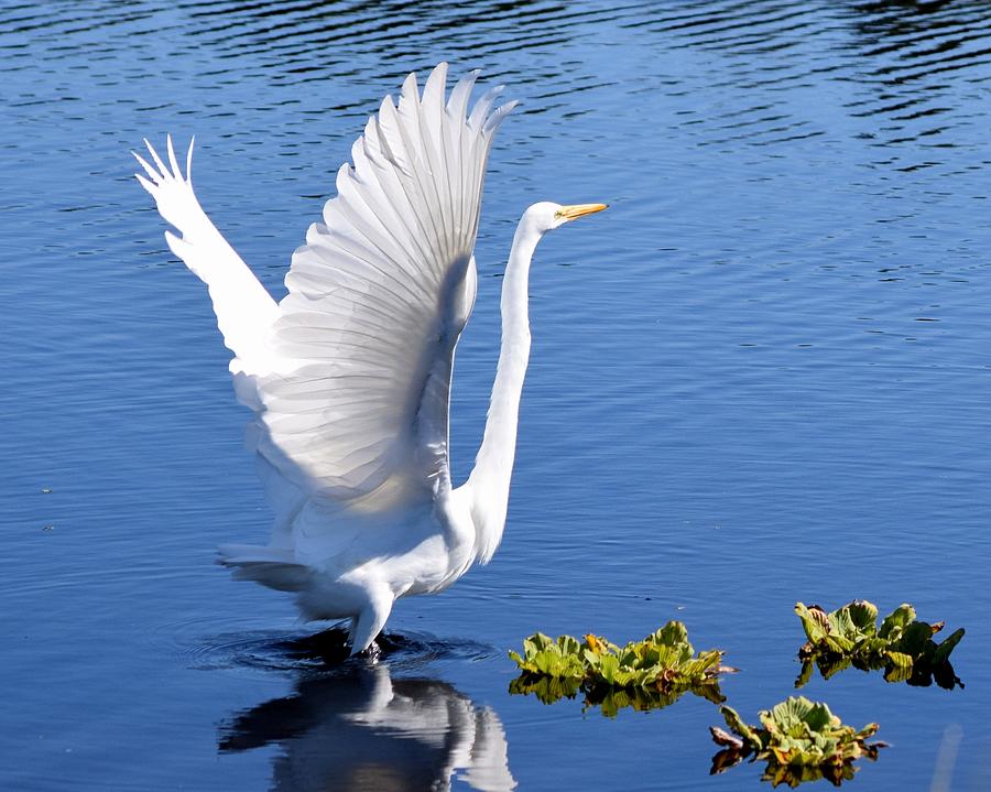 Beautiful Grest White Egret Photograph by Sheri McLeroy