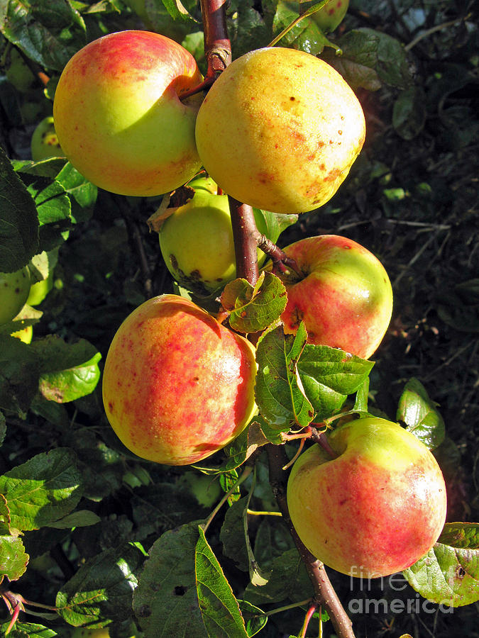 Apple Photograph - Beautiful Harvest. Apples by Ausra Huntington nee Paulauskaite