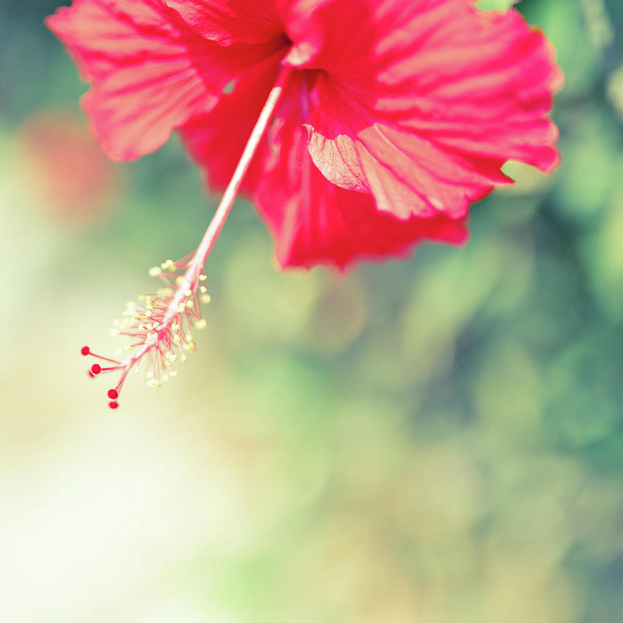 Nature Photograph - Beautiful Hibiscus Flower by Clover No.7 Photography