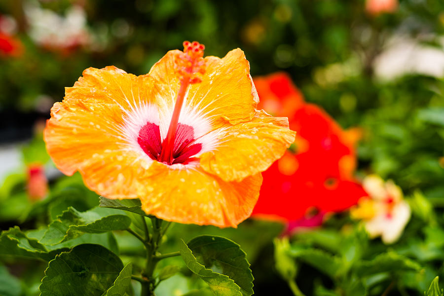 Beautiful Hibiscus Photograph by Raul Rodriguez