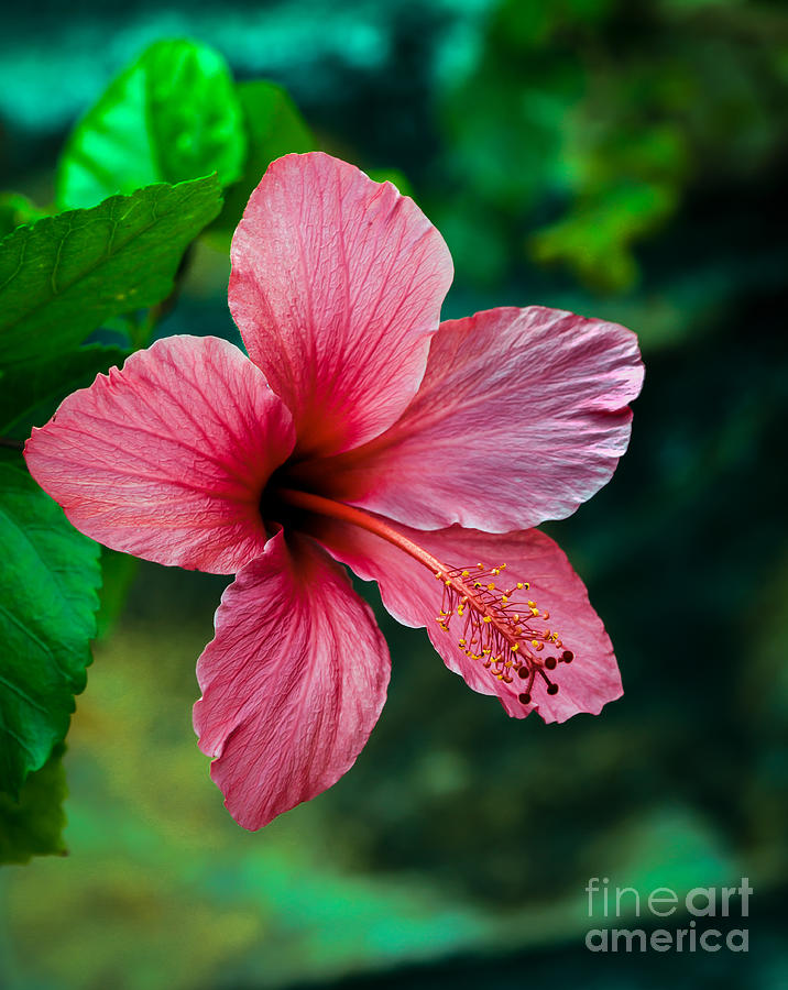 Beautiful Hibiscus Photograph by Robert Bales
