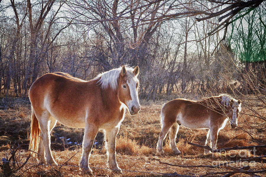 Beautiful Horses Photograph by James BO Insogna
