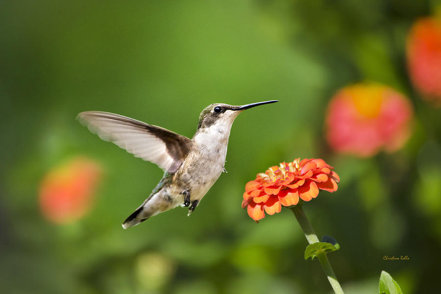 Beautiful Hummingbird Photograph by Christina Rollo