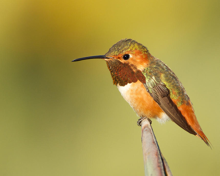 Beautiful Hummingbird Photograph by Steve Kaye - Pixels