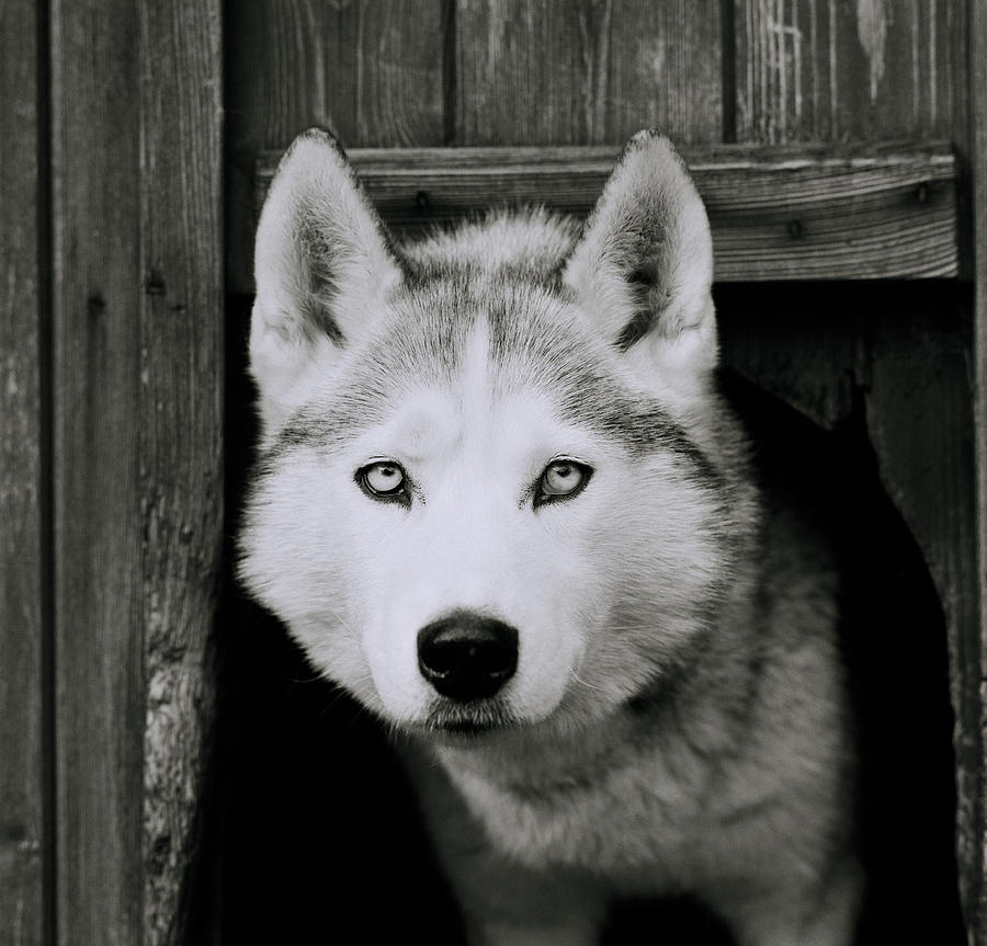 Beautiful Husky Dog Photograph by Shaun Higson