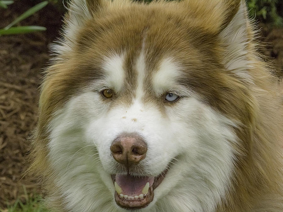 Beautiful Husky Photograph by Tom Climes - Fine Art America