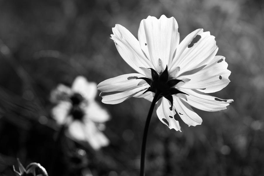 Beautiful Photograph - Beautiful Imperfection by Nathaniel Kidd Beautiful Photograph - Beautiful Imperfection by Nathaniel Kidd
