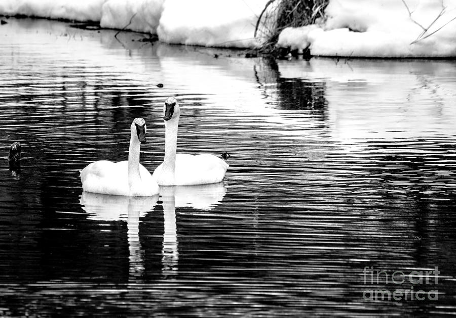 Beautiful in Black and White Photograph by Cheryl Baxter