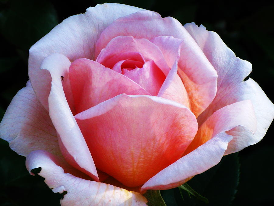 Rose Photograph - Beautiful in Pink by April K Rabino