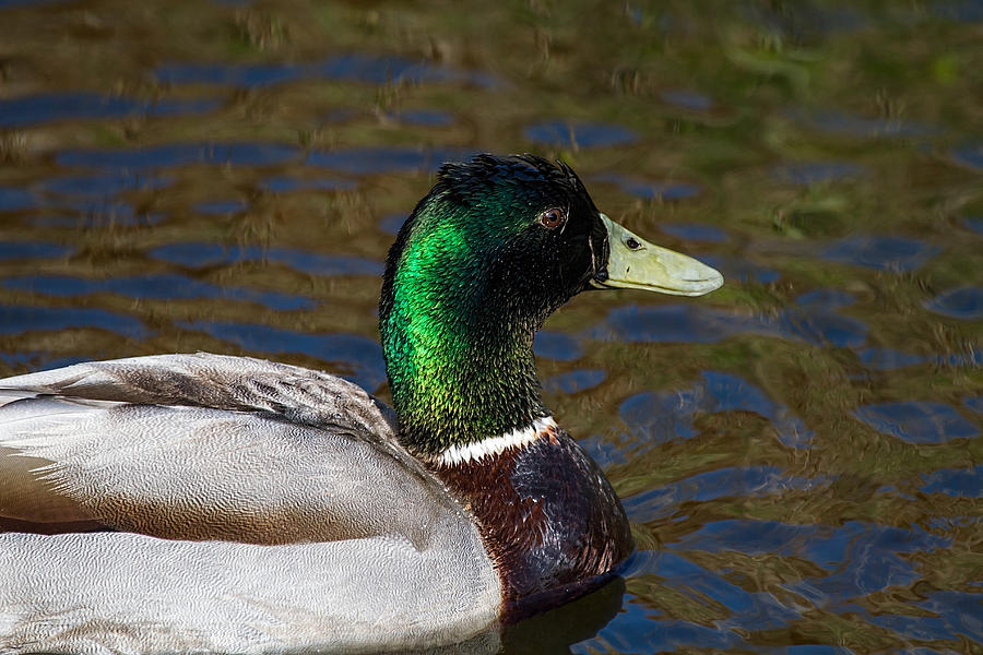 Animal Photograph - Beautiful iridescent Mallard Duck  by Mr Bennett Kent