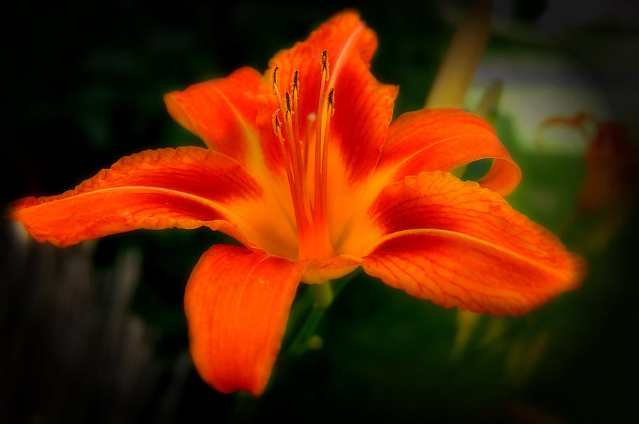 Iris Photograph - Beautiful Iris by Chanda Yoder