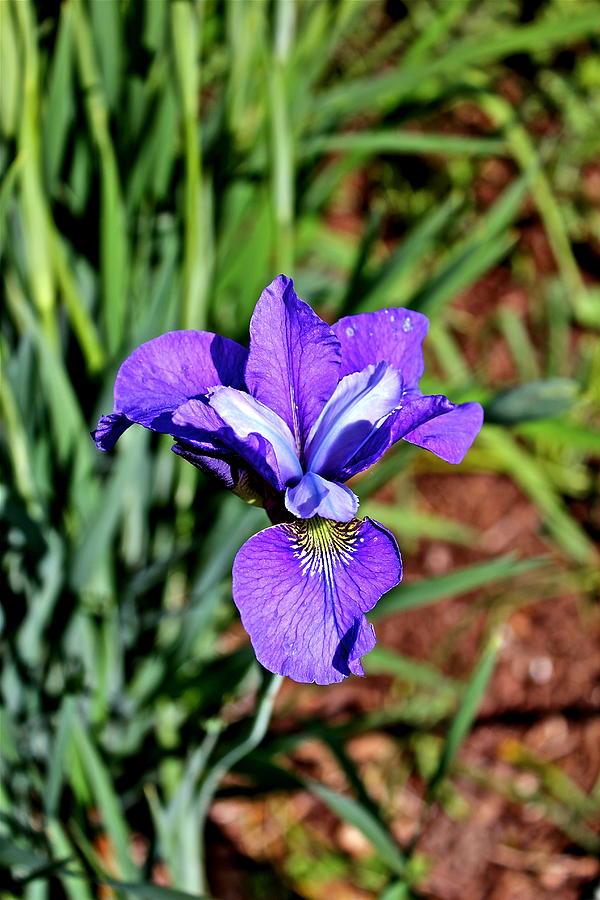 Beautiful Iris Photograph by Felix Zapata