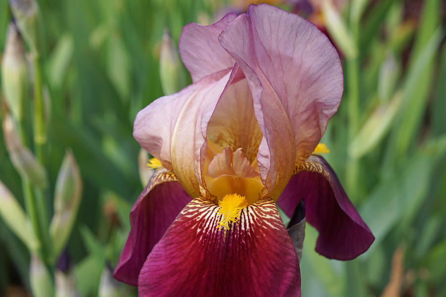 Beautiful Iris Flowers Art Prints Irises Botanical Photograph
