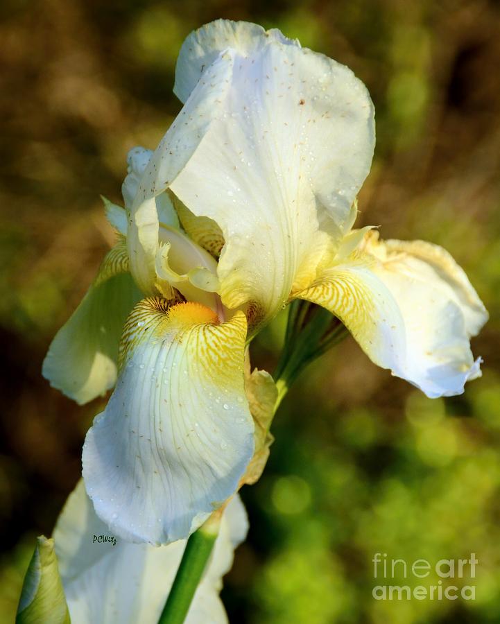 Iris Photograph - Beautiful Blooming Iris by Patrick Witz