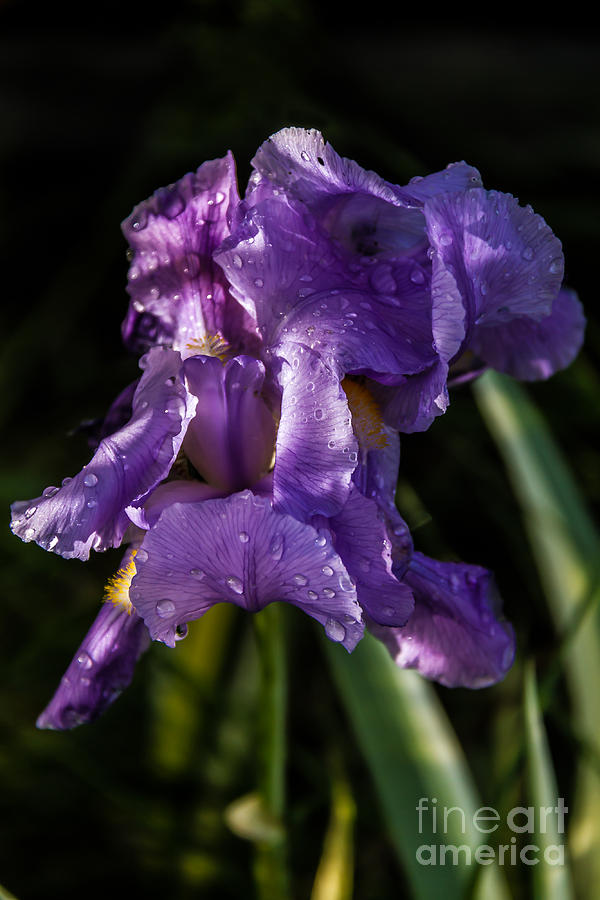 Beautiful Iris Photograph by Robert Bales
