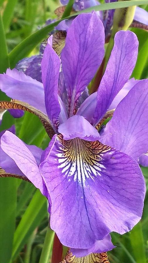 Beautiful Iris Photograph by Shaloo Webster - Fine Art America