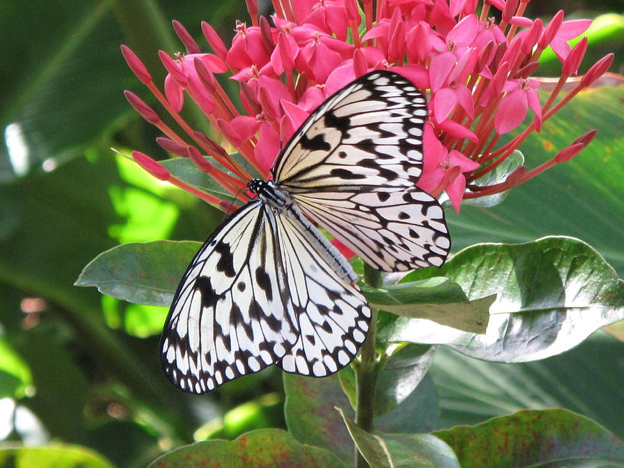 Beautiful Kite Photograph by Ann Willmore | Fine Art America