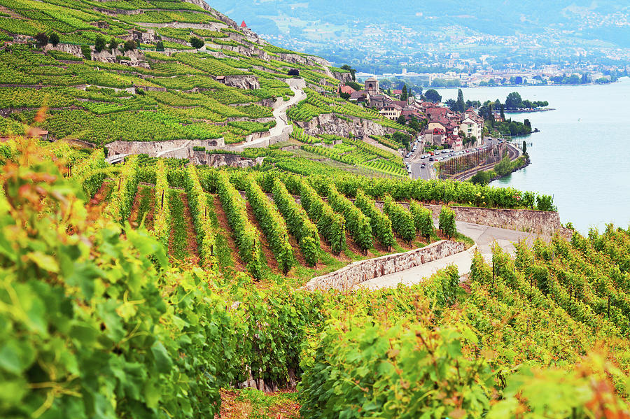 Beautiful Landscape Of Lavaux Vineyards Photograph by Antares71