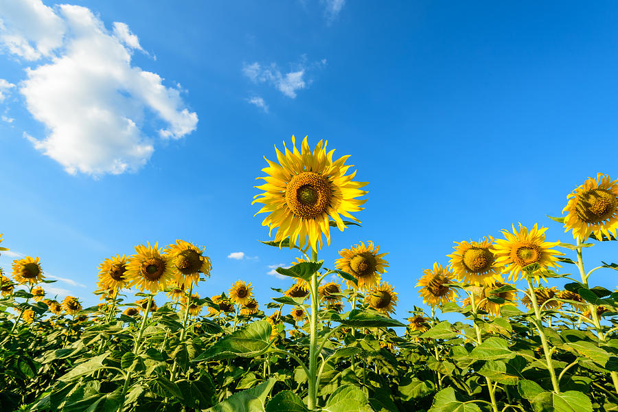 Beautiful landscape with sunflower field over cloudy blue sky and bright sun lights Photograph by Chanin Wardkhian