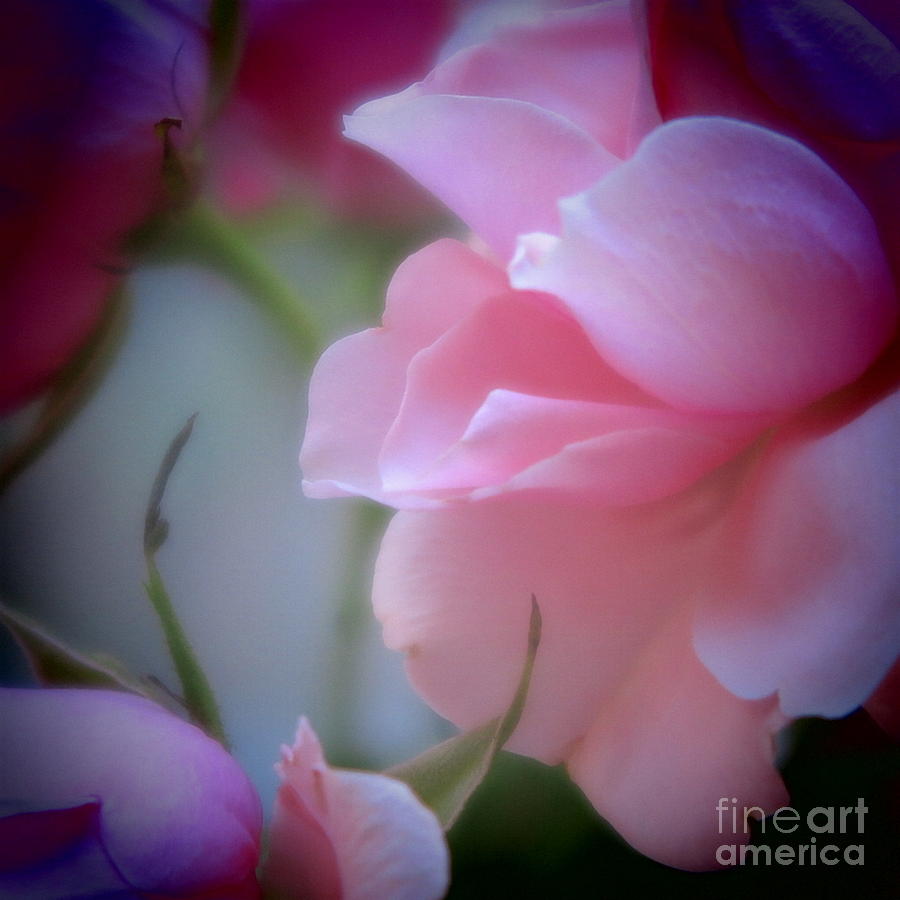 Flower Photograph - Beautiful Lavender And Purple Roses by Tara  Shalton