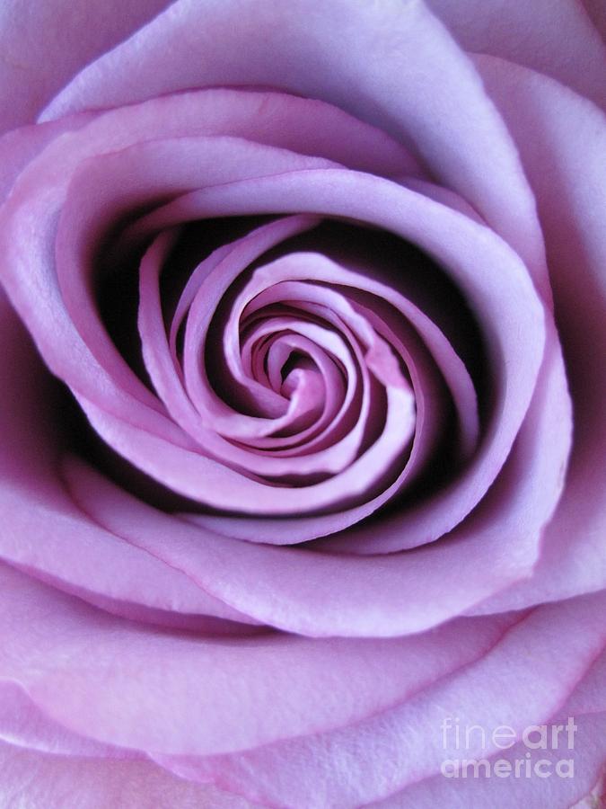 Beautiful Lavender Rose Macro 2 Photograph by Tara  Shalton