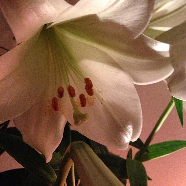Flower Photograph - #beautiful #lily by Feliesje Fee