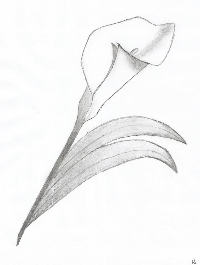 Lily Drawing - Beautiful Lily Light by Kristen Jones