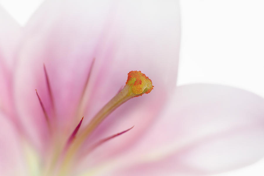 Lily Photograph - Beautiful Lily by Melanie Viola