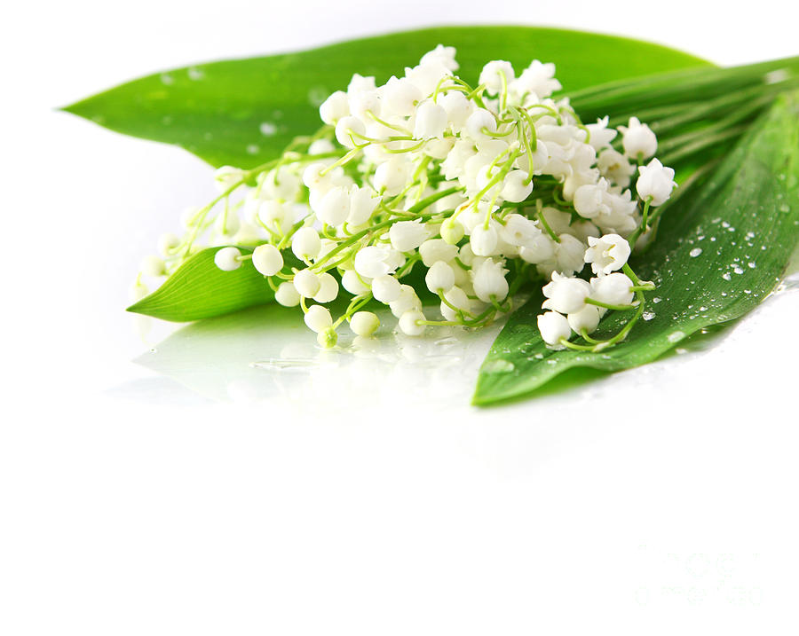 Beautiful Lily of the Valley Photograph by Boon Mee