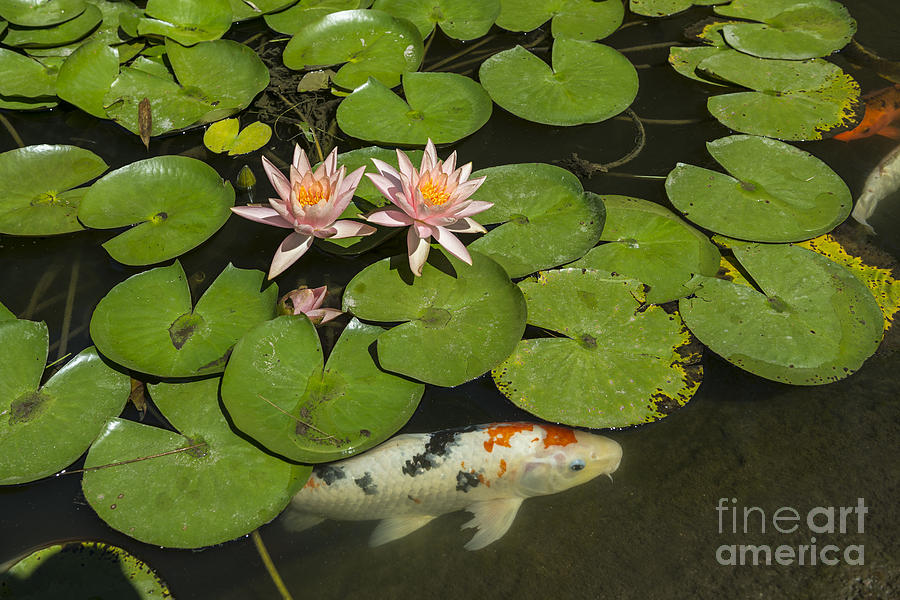 Garden Photograph - Beautiful lily pond with pink water lilies in bloom with koi fis by Jamie Pham