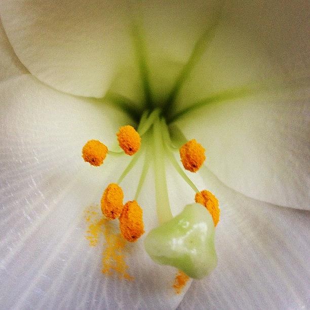 Flower Photograph - #beautiful #lily Smelling Really #nice by Feliesje Fee