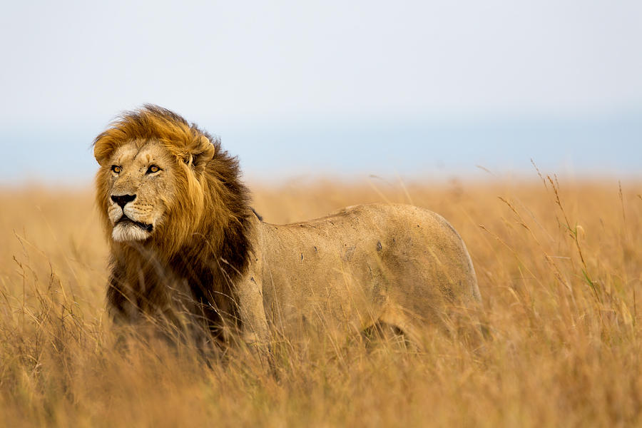 Buffalo Photograph - Beautiful Lion Caesar in Masa Mara by Maggy Meyer