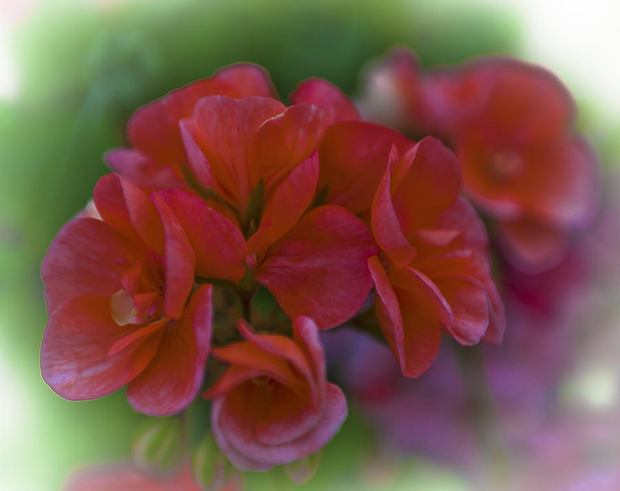 Beautiful Little Red Flowers Photograph by Maj Seda