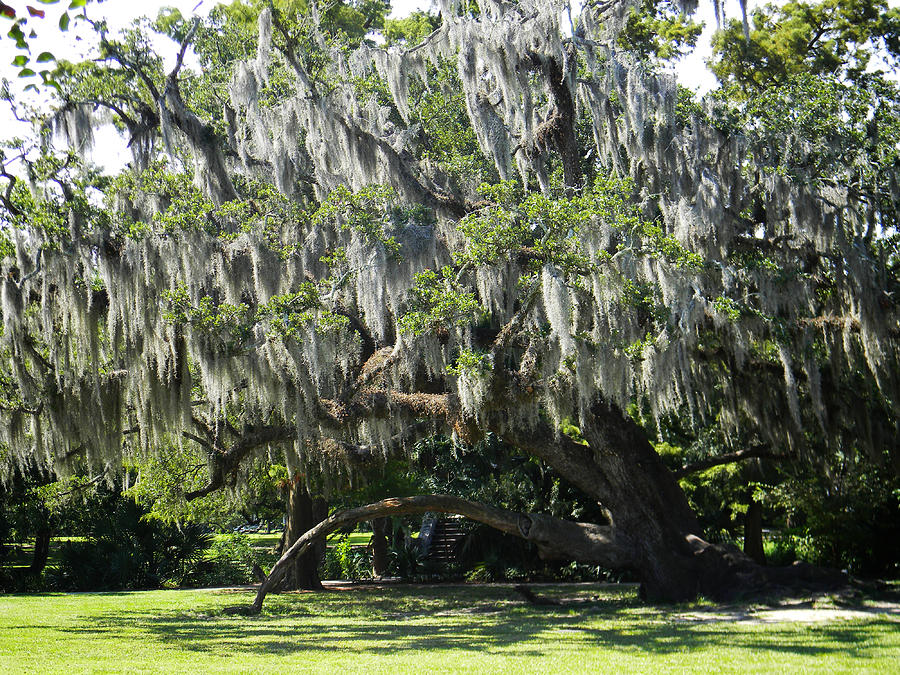 Beautiful Live Oak Tree Photograph by Nicole Crabtree - Pixels