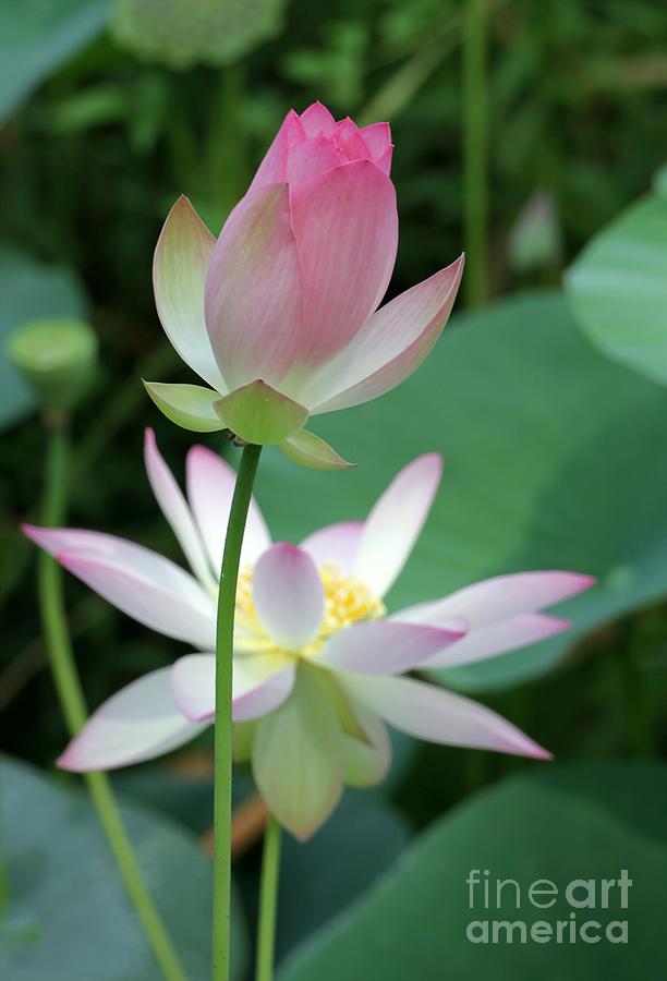 Beautiful Lotus Blooming Photograph by Sabrina L Ryan