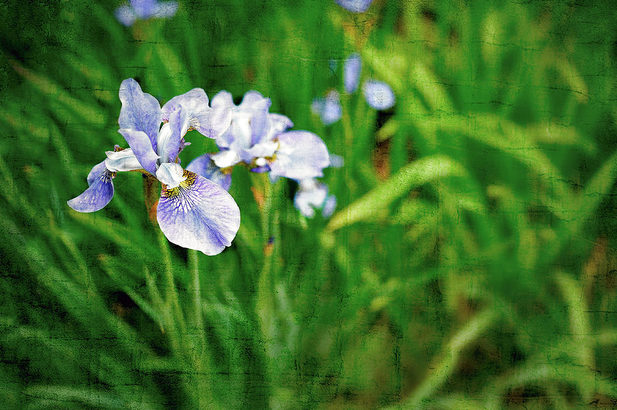 Beautiful Louisiana Hybrid Iris Photograph by Marianne Campolongo