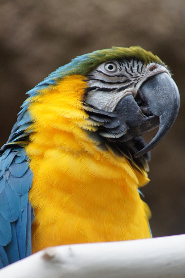 Parrot Photograph - Beautiful Macaw by Angela Killary