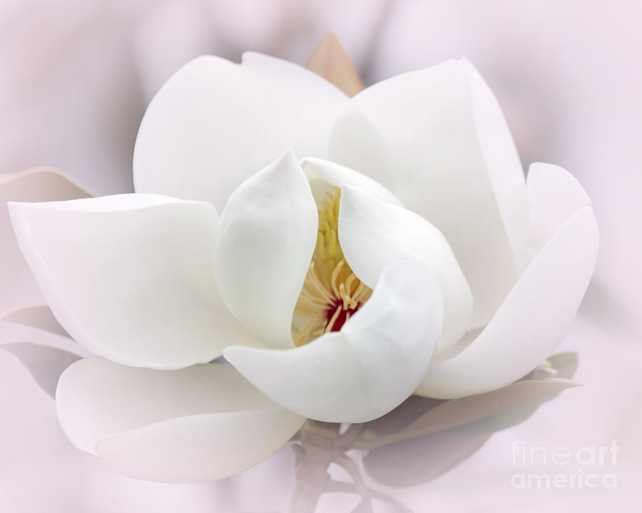 Beautiful Magnolia Bloom Photograph by Sabrina L Ryan