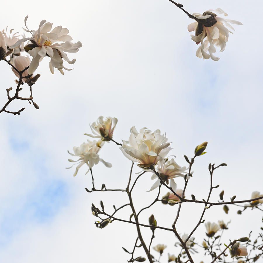 Beautiful magnolia stellata star magnolia tree  Photograph by Marianne Campolongo