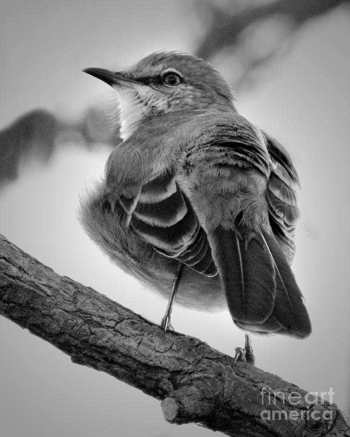 Beautiful Mockingbird Photograph by Anita Oakley